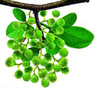 pixabay