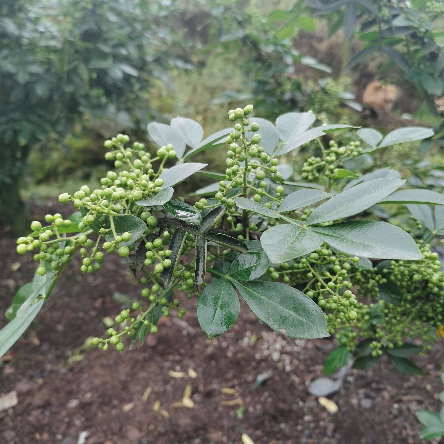 花椒好种植吗？花椒的习性管理及病虫害防治？怎么才能有好的收获