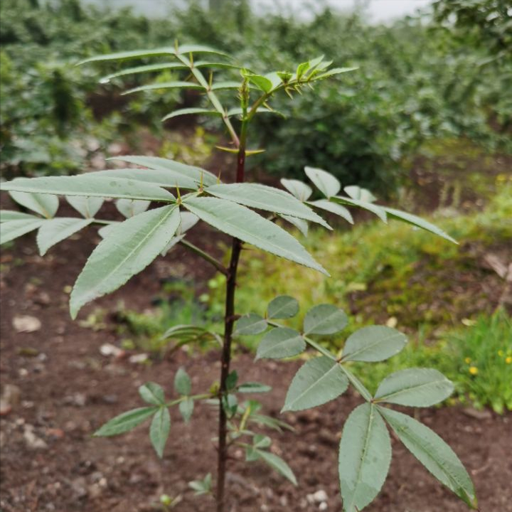 花椒好种植吗？花椒的习性管理及病虫害防治？怎么才能有好的收获