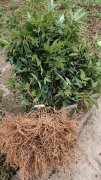 “天王椒”重庆江津九叶青花椒，挂果多树形矮