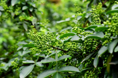 江津花椒用于食品、保健、医药、化工行业？