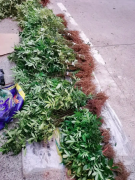 青花椒该哪个季节种植呢？花椒苗多少钱一颗？